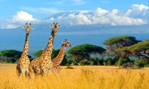 Kenya tour package from dubai