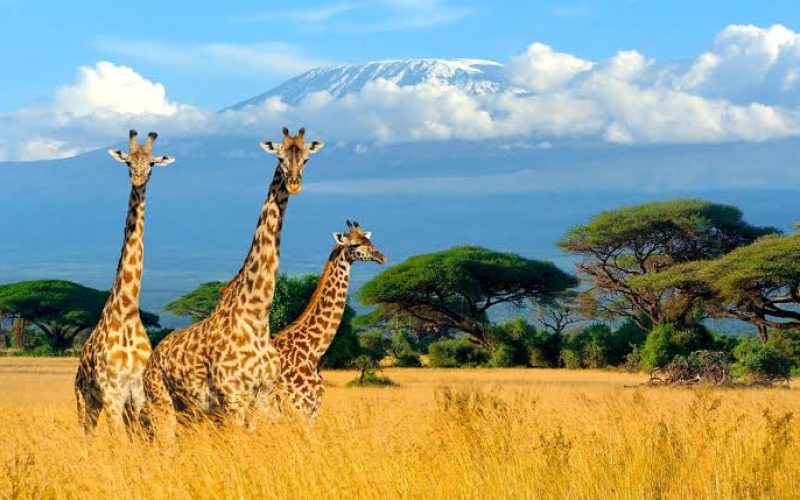 Kenya tour package from dubai